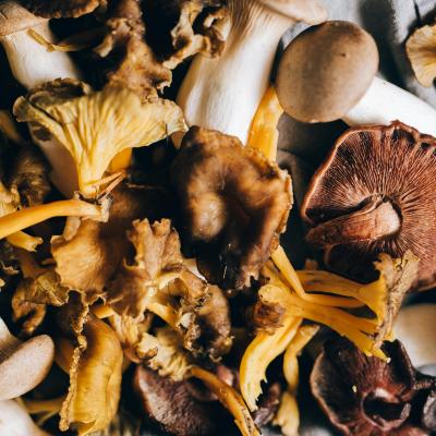 Mushrooms, Fungi and Algae