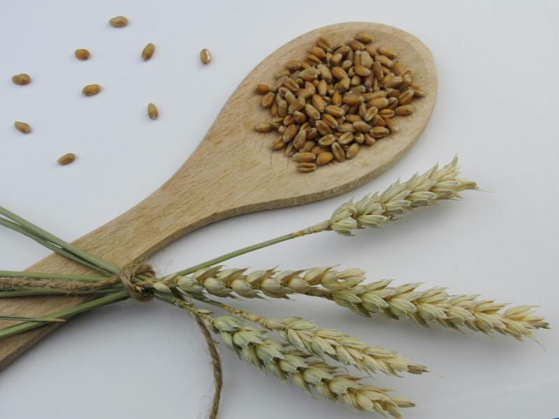 Wheat and Wheat-Based Grains