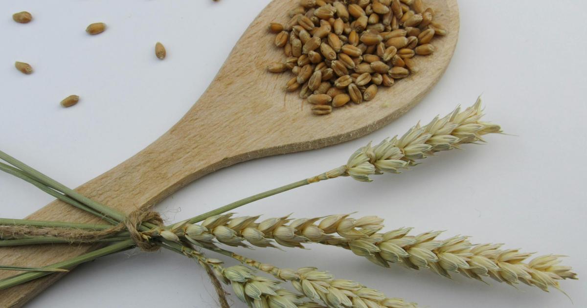 Grano e cereali a base di grano e salute intestinale