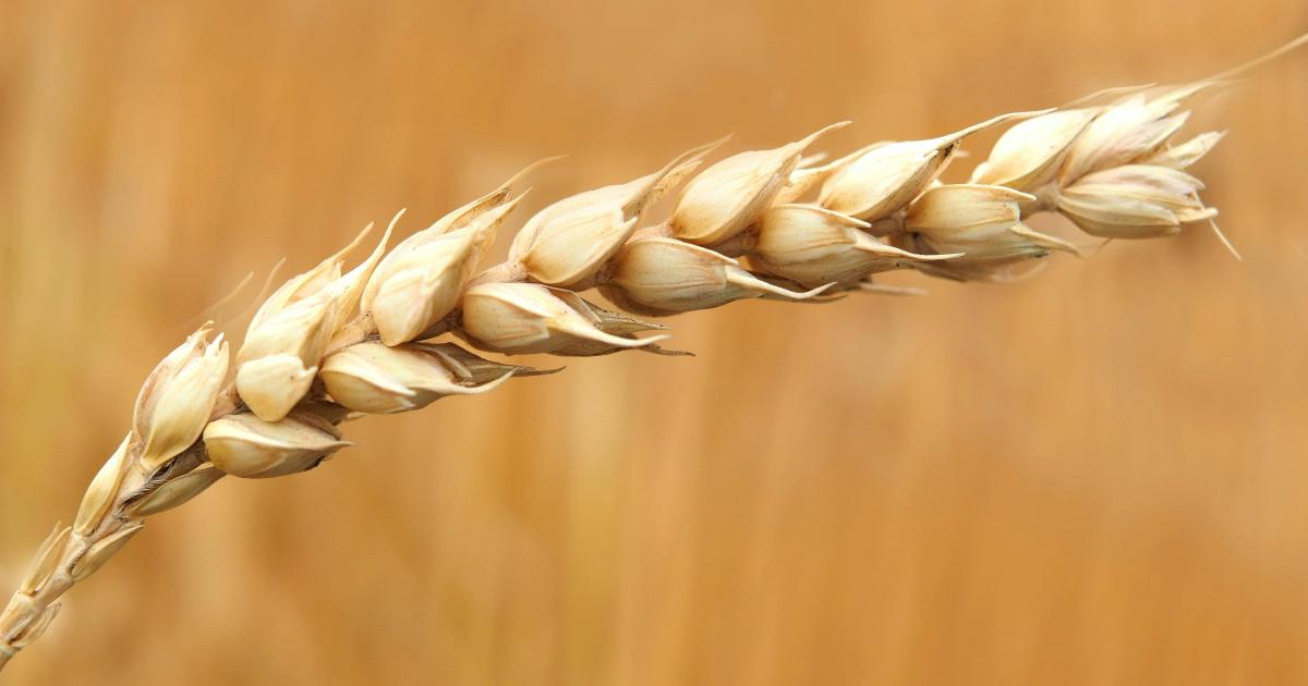 Grano e salute intestinale
